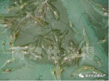 中國養殖基地 yzjidi.com