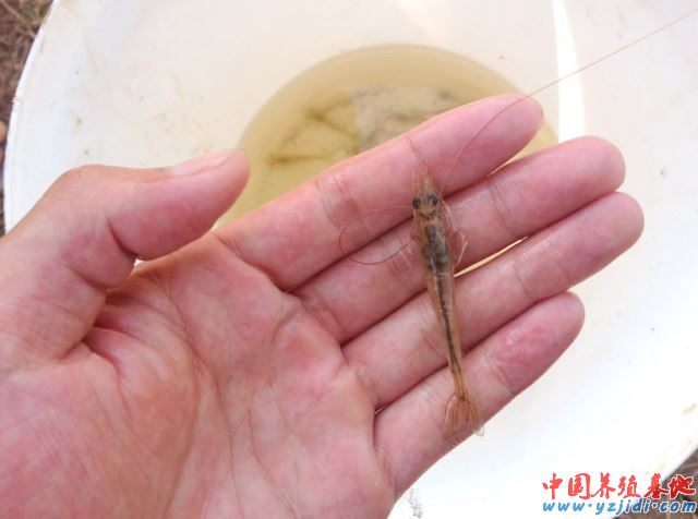 中國養殖基地 yzjidi.com