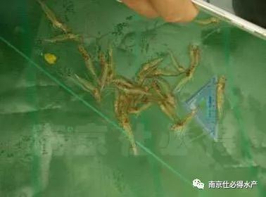 中國養殖基地 yzjidi.com