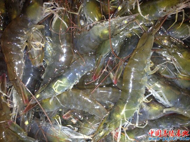 中國養殖基地 yzjidi.com