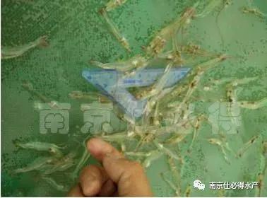 中國養殖基地 yzjidi.com