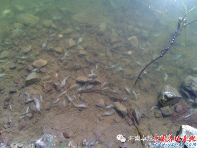 中國養殖基地 yzjidi.com