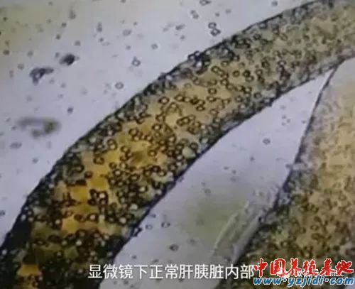 中國養殖基地 yzjidi.com