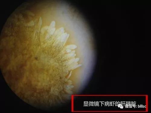 中國養殖基地 yzjidi.com