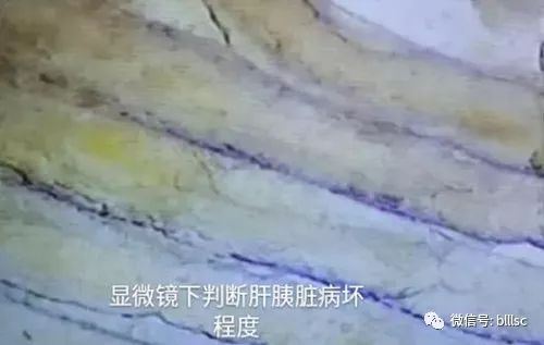 中國養殖基地 yzjidi.com