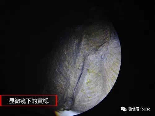 中國養殖基地 yzjidi.com