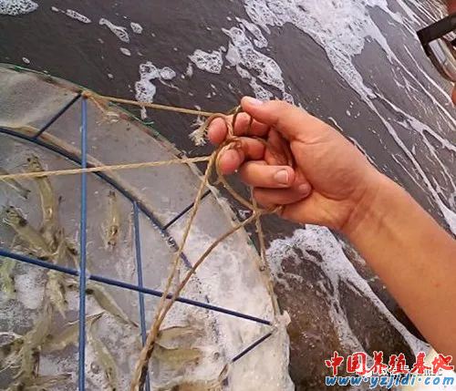 中國養殖基地 yzjidi.com