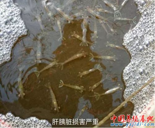中國養殖基地 yzjidi.com
