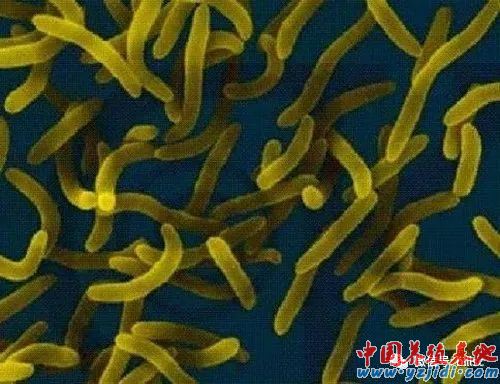 中國養殖基地 yzjidi.com