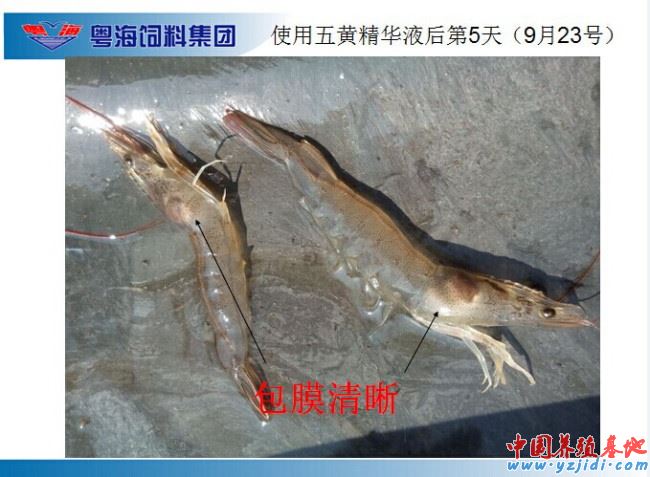 中國養殖基地 yzjidi.com