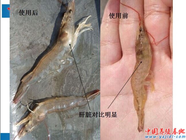 中國養殖基地 yzjidi.com
