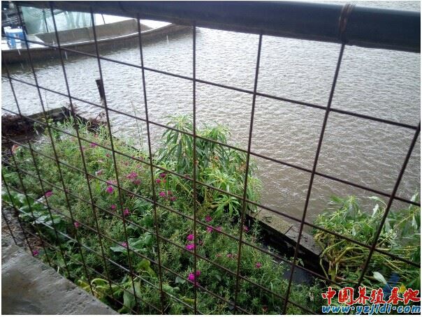 中國養殖基地 yzjidi.com