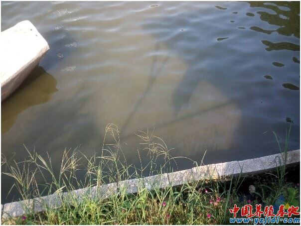 中國養殖基地 yzjidi.com