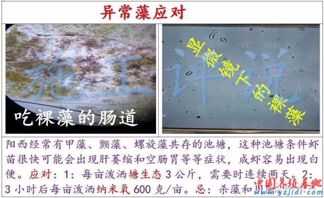 中國養殖基地 yzjidi.com