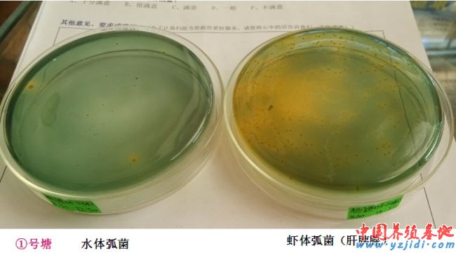 中國養殖基地 yzjidi.com