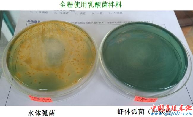 中國養殖基地 yzjidi.com