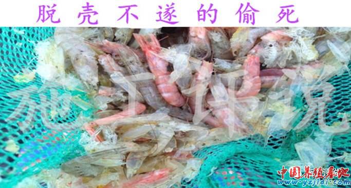 中國養殖基地 yzjidi.com