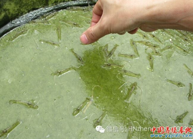 中國養殖基地 yzjidi.com
