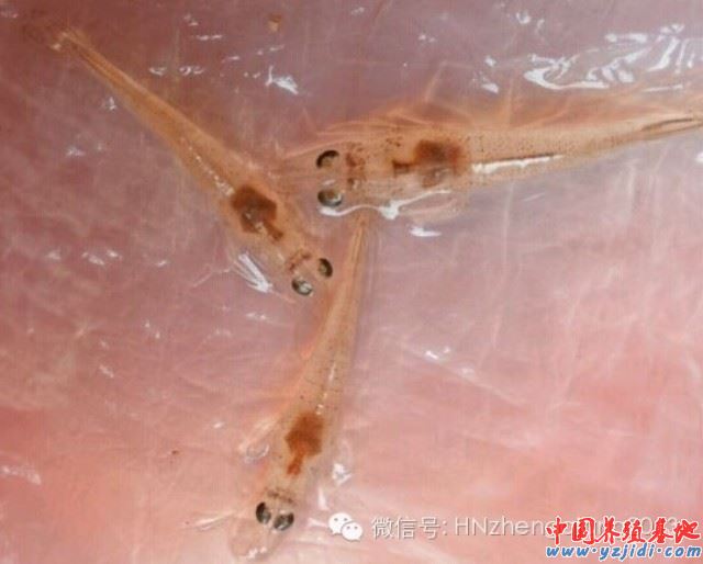 中國養殖基地 yzjidi.com