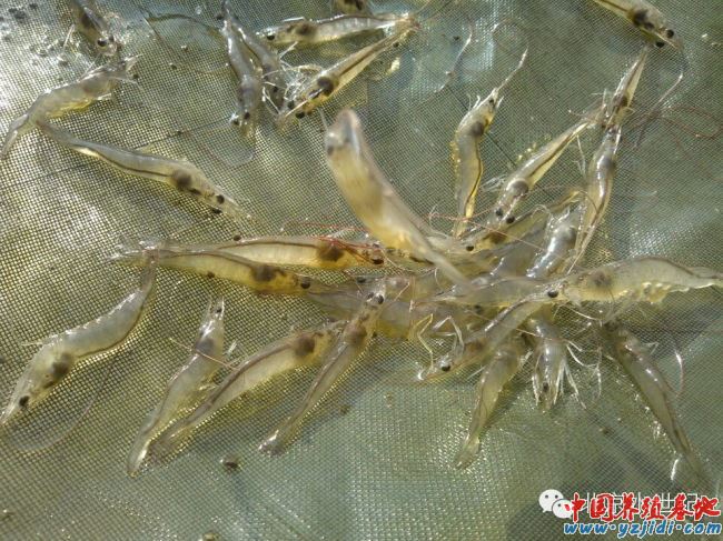 中國養殖基地 yzjidi.com