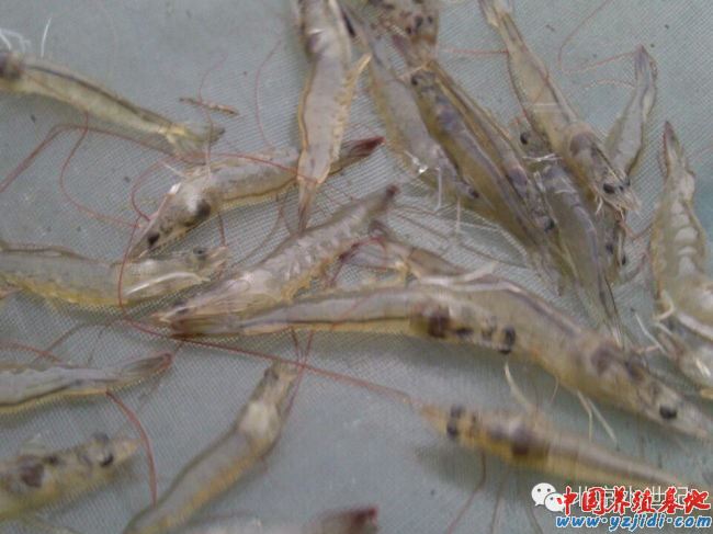 中國養殖基地 yzjidi.com