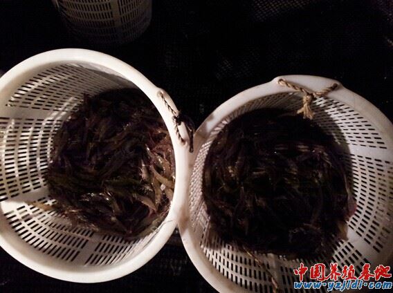 中國養殖基地 yzjidi.com