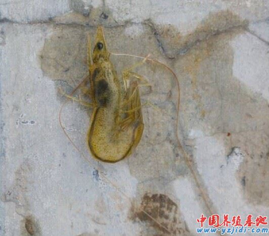 中國養殖基地 yzjidi.com