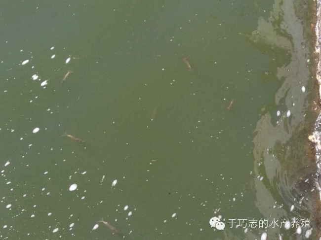 中國養殖基地 yzjidi.com
