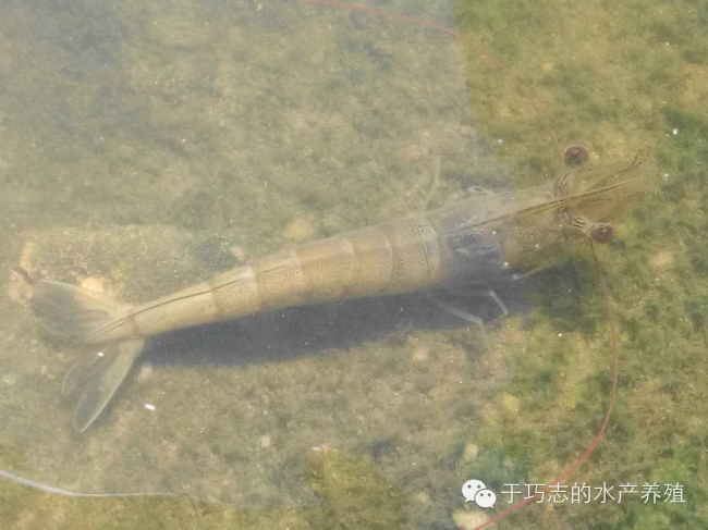 中國養殖基地 yzjidi.com