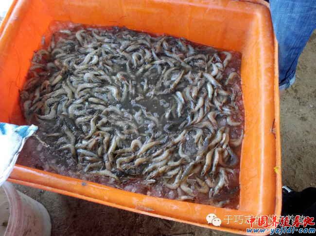 中國養殖基地 yzjidi.com