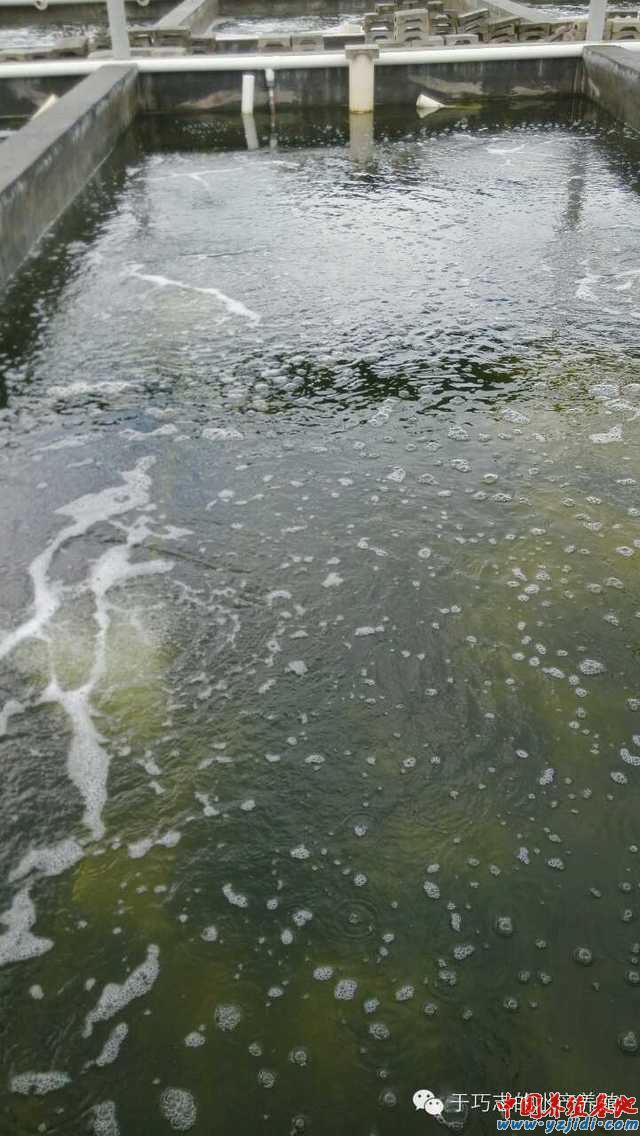 中國養殖基地 yzjidi.com
