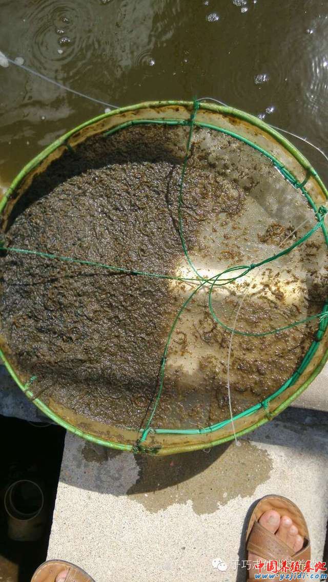 中國養殖基地 yzjidi.com