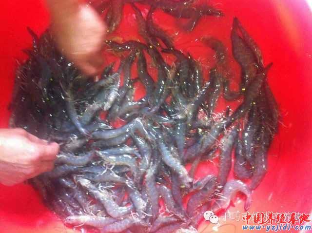中國養殖基地 yzjidi.com