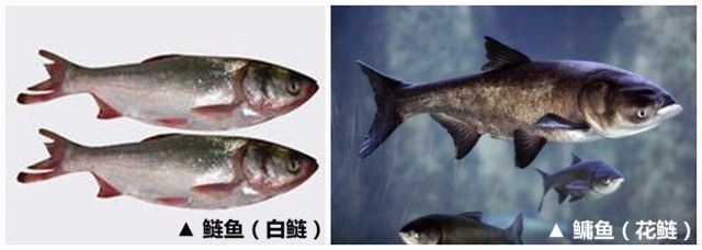 中國養殖基地 yzjidi.com