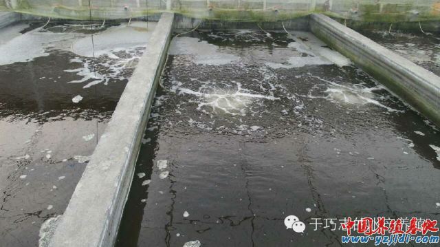 中國養殖基地 yzjidi.com