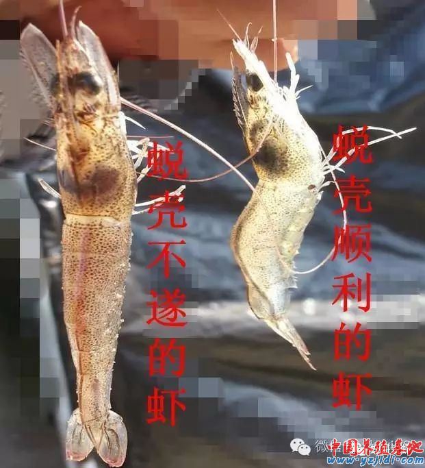 中國養殖基地 yzjidi.com