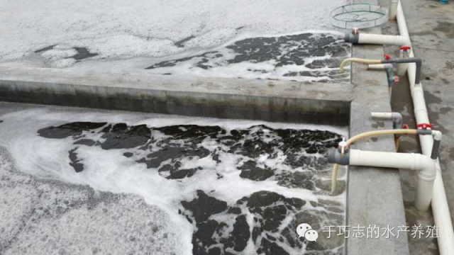 中國養殖基地 yzjidi.com