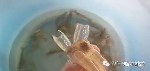 中國養殖基地 yzjidi.com