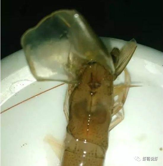中國養殖基地 yzjidi.com