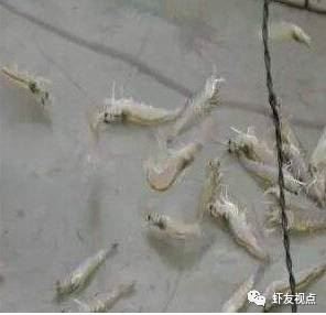 中國養殖基地 yzjidi.com