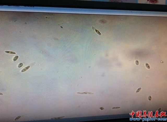 中國養殖基地 yzjidi.com