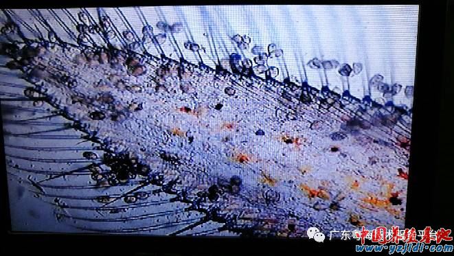 中國養殖基地 yzjidi.com