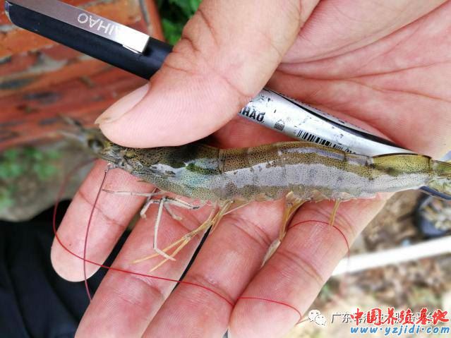 中國養殖基地 yzjidi.com