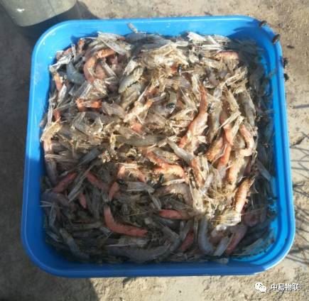 中國養殖基地 yzjidi.com