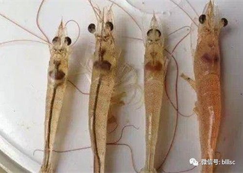 中國養殖基地 yzjidi.com