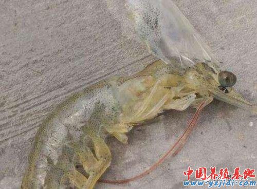 中國養殖基地 yzjidi.com