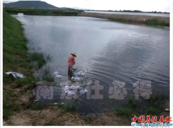 中國養殖基地 yzjidi.com