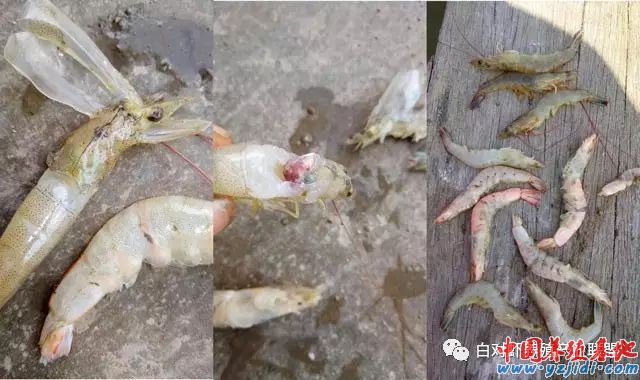 中國養殖基地 yzjidi.com
