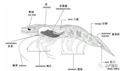 中國養殖基地 yzjidi.com