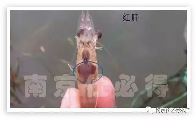 中國養殖基地 yzjidi.com